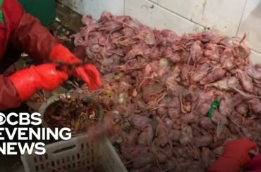 Calls to close global "wet markets" amid coronavirus pandemic