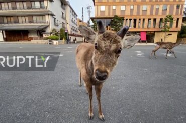 Japan: Hungry Nara deer leave park in search of food