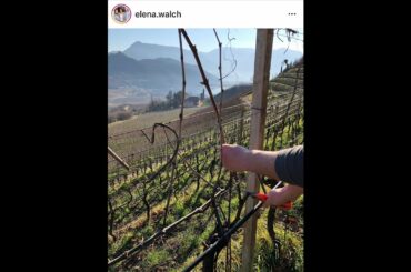 Vineyard Chat with Karoline Walch of Elena Walch Winery in Alto Adige, Italy