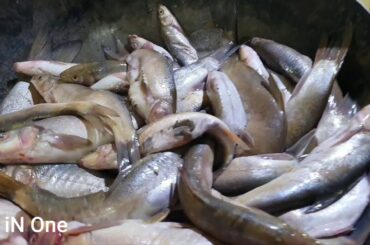 Sheer Mahi Sole Restaurant Local Food شیر ماهی , پتی دانه