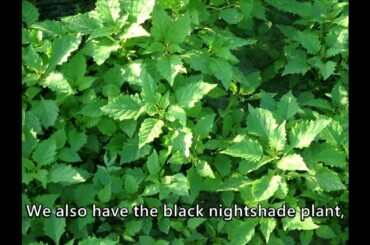 Wild Vegetables in Indigenous Cuisine--Dongikacaw, author, Edible Wild Plants of Taiwan