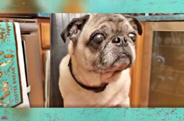 Cooking with Andrew & Watson E|3 - Italian Chicken/ Spicy Teriyaki Chicken