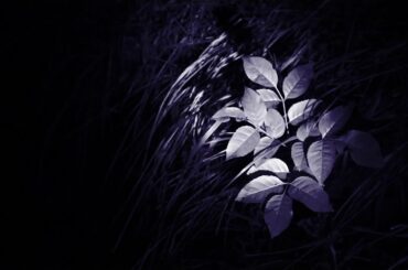 Andrea Nicoli - Dimmi della notte