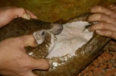 China investigates eating of endangered pangolin amid public outcry