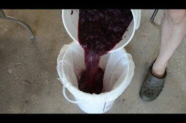 How To Make Red Wine From Grapes: Pressing
