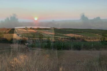 Taste and Talk Sicily’s Mandrarossa Perricone Rose Wine