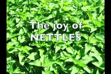 How to prepare nettles for cooking