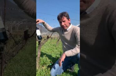 Aldo Rainoldi, Valtellina Superiore Sassella