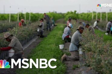 The Real Reason Grocery Shelves Are Empty | All In | MSNBC