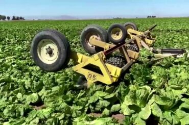 Farmers forced to destroy crops they can't sell to restaurants