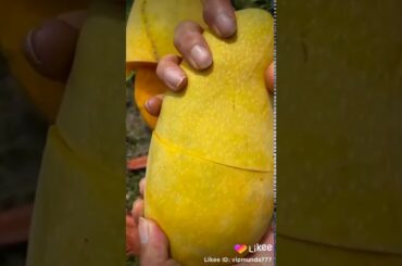 JUCY MANGO #IndianFood #ArabicFood #Italian #Spanish #AllDishes #NonVeg #VegDishes #sweets #curry