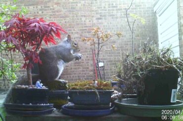 Dining in the Bonsai Garden