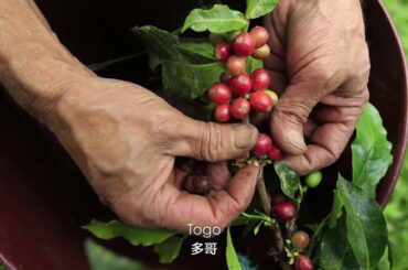 ARISSTO Coffee~The Heart and Soul of Italian Coffee