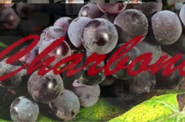 2017 Cruze Alta Bonarda Reserve