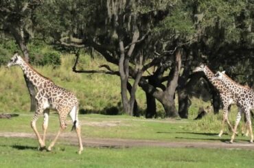Disney's Animal Kingdom - AFRICA theme area - Full Tour!