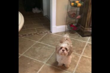 Italian Project 4/26/20