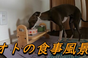 イタリアングレーハウンドの食事風景（オト編）Italian Greyhound Dining Scene (Oto)
