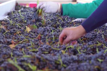 Viña Dalbosco - Dalbosco Vineyard & Winery