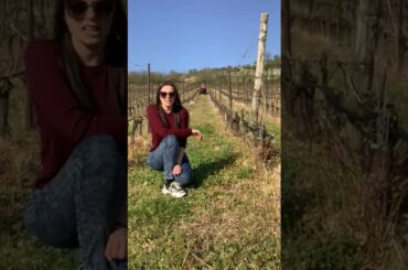 Gianni Tessari Winery - Castelfeder & Partner - Veneto - Italy (english version)