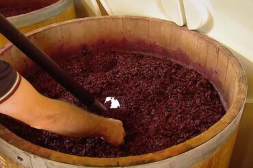 Grattamacco: Tour of vineyards and production