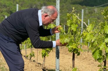 Tuscan Cabernet Vineyards I Tenuta Torciano