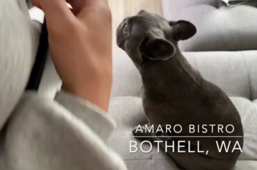 AMARO BISTRO Foster Friday