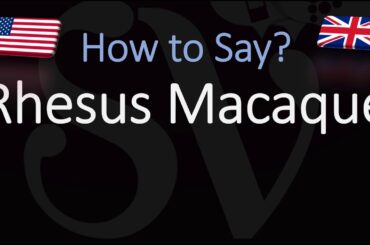 How to Pronounce Rhesus Macaque? (CORRECTLY)