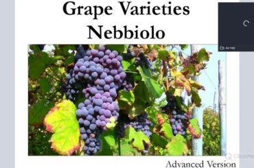Grape Varieties - Nebbiolo Advanced Version ideal for WSET L3 and L4