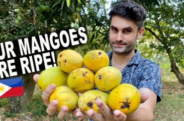 Italian Crazy For Philippine Mangoes! Life in the Philippines!