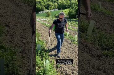 Crazy wine maker - Asotom personal wines