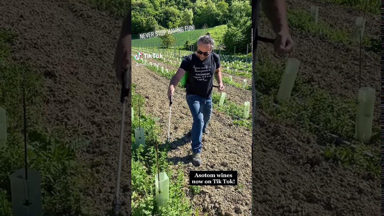 Crazy wine maker – Asotom personal wines Crazy wine maker - Asotom personal wines