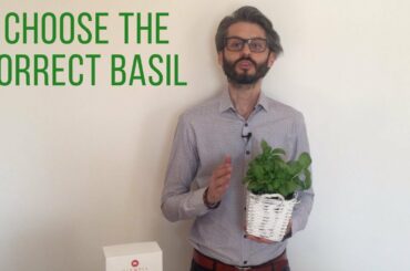 How to choose the correct Basil to cook Pesto alla Genovese.