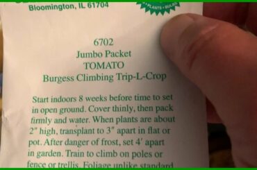 Grow An Italian Tree Tomato //  How Do You Do That ?