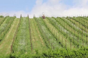 Vineyard Management   Spraying