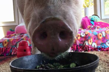 What's Cooking in Esther's Kitchen- The Queen's Dinner