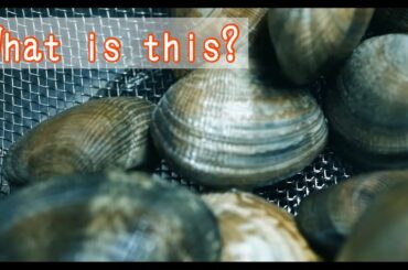 [ ASMR ]「 vlog 」How to cook Pasta