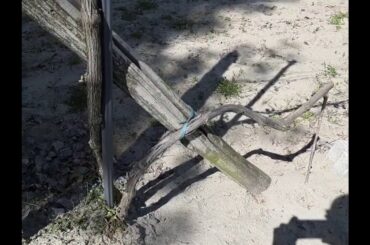 Ungrafted roots vines in Po Delta Park, Italy