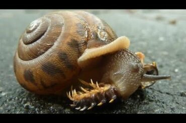Land Snails Eating Centipede | Amazing Nature In Rome | Ancient 🐌 Snails in Italy