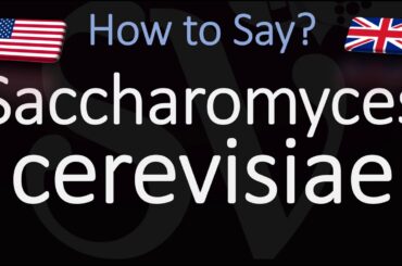 How to Pronounce Saccharomyces cerevisiae? (CORRECTLY) Baking, Winemaking, Brewing Yeast