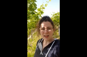 On the StradeBianche - Valpolicella Damoli - Strade Bianche Wines