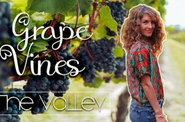 Pruning 32 year old grape vines | The basics, spring, Italy