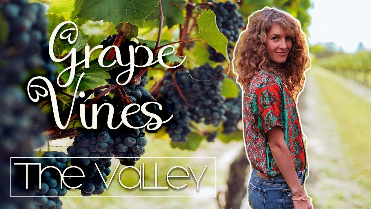 Pruning 32 year old grape vines | The basics, spring, Italy Pruning 32 year old grape vines | The basics, spring, Italy