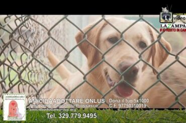 "Io resto in canile", puntata speciale di Videoadozioni Piemonte e Liguria (05)