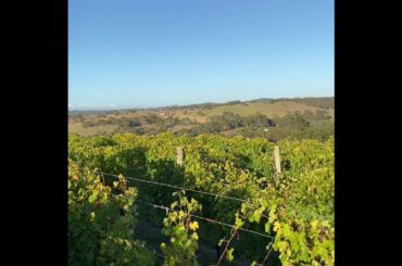 Virtual Vino Vid - Vintage 2020 ends!