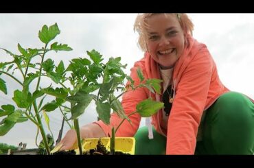 🍅 HOW TO PLANT TOMATO 🇮🇹 learn from an Italian