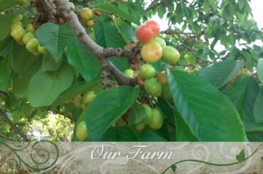 Agriturismo Bortolino Italy Presentation