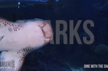 4 Elite, Unique and Memorable Restaurants in Arizona.