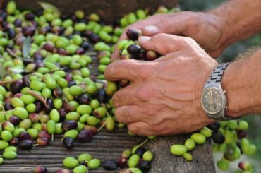 Olive Oil from southern Italy