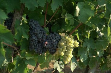 VINEXUS - The Italian Wine Specialists