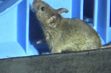 Rats Invaded These Famous Restaurants When Business Closed for the Night